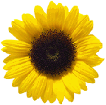 sunflower.gif