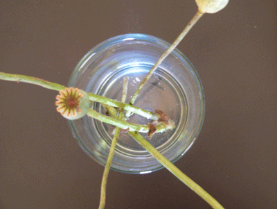 poppies transiting a vase