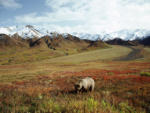 Foraging Grizzly Bear, Alaska