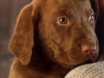 Chocolate Lab Puppy