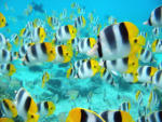 School of Tropical Fish, Tahiti