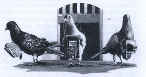 pigeon_cameramen.jpg