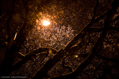 Tree with heavy snow