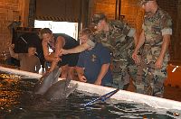 Rescued dolphins placed in a temporary saltwater pool facility at the Naval Construction Battalion Center Gulfport.