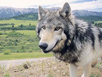 Wolves Lose Protection Under Endangered Species Act