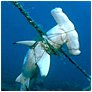 hammerhead shark caught in fishing line