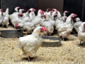 rescued_hens_1208.jpg