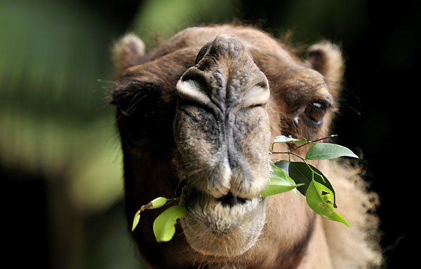 Web_Animals_GC_Camel_5413.jpg