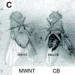 fruit flies with carbon nanoparticles