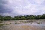 Marshland - Marshes - Wetlands - Coastal lands - Marine habitat - Saltwater trees