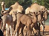 news image camels 20100211