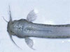 Candiru 'Willy' catfish