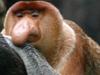 proboscis monkey