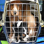 hundewelben transport gestoppt steiermark 2010