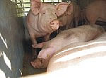 tiertransport schweine schlachthof kontrolle