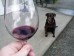 Local Lowdown - Explore Wineries With Your Dog