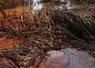 Oil oozes through the reeds at the mouth of the Mississippi River near Venice, Louisiana. Crude oil spread through fragile US marshlands, a month after a drilling rig blast released a devastating spill that now threatens Florida, Cuba and even beyond.