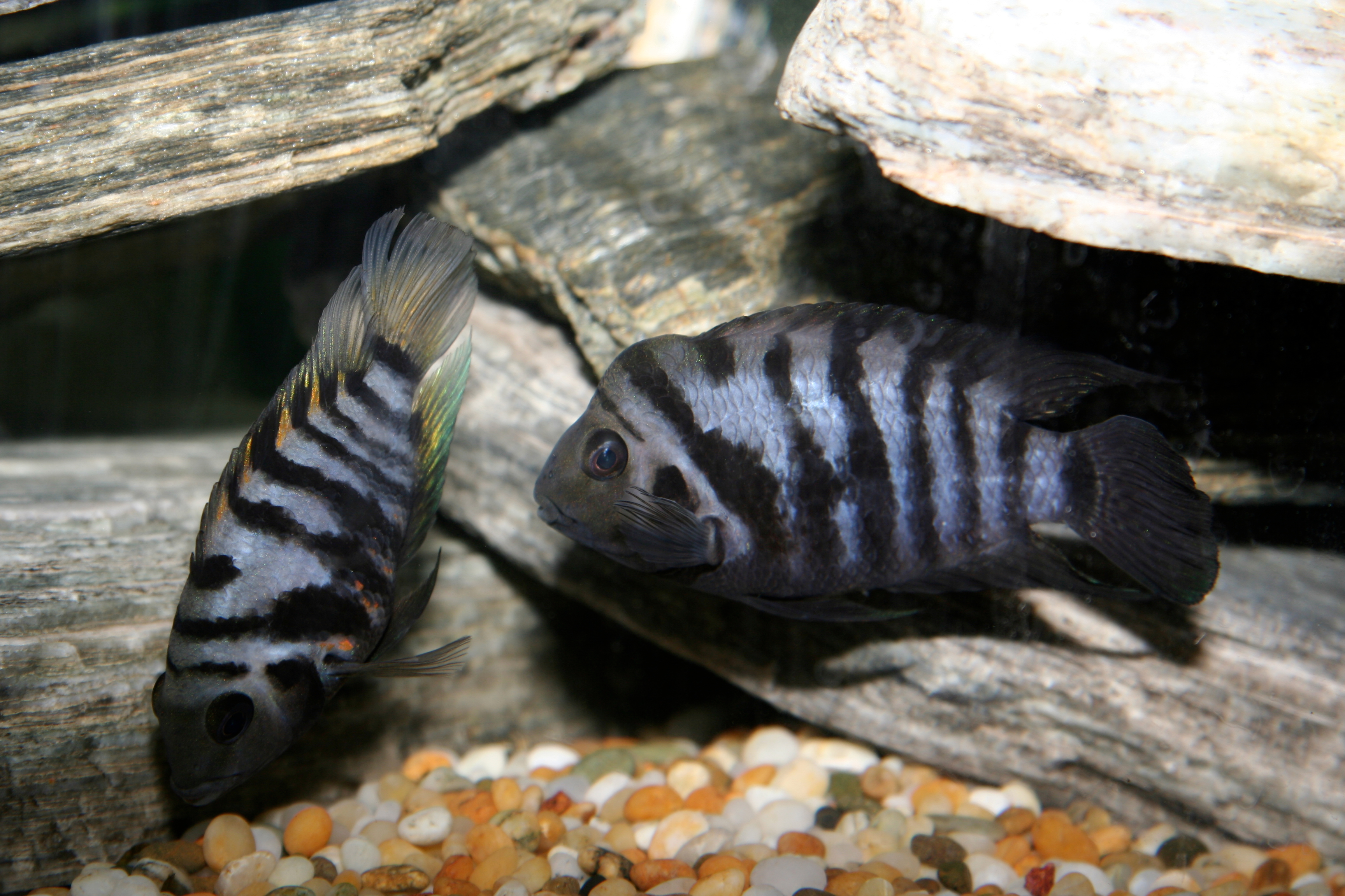 Photo: Nonfluorescent convict cichlid