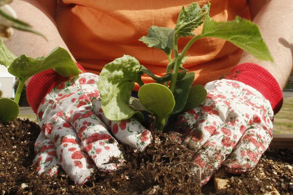 Fertilize Your Garden with Household Scraps