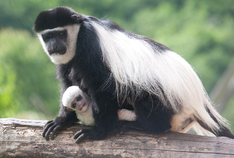 Baby colobus monkey belfast zoo 1 rs