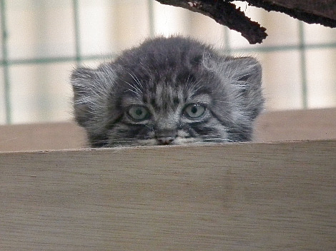 Pallas cat kittens wildlife heritage foundation 3