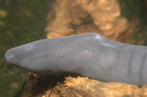 Baby caecilian says "Hi Leah Melber!"