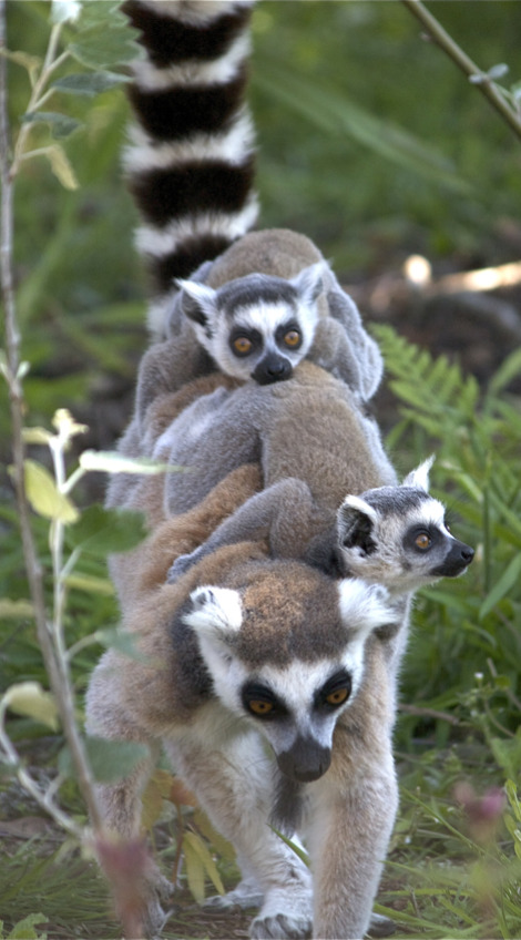 Baby ring-tailed lemur Durrell Wildlife Conservation 3