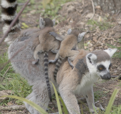 Baby ring-tailed lemur Durrell Wildlife Conservation 7