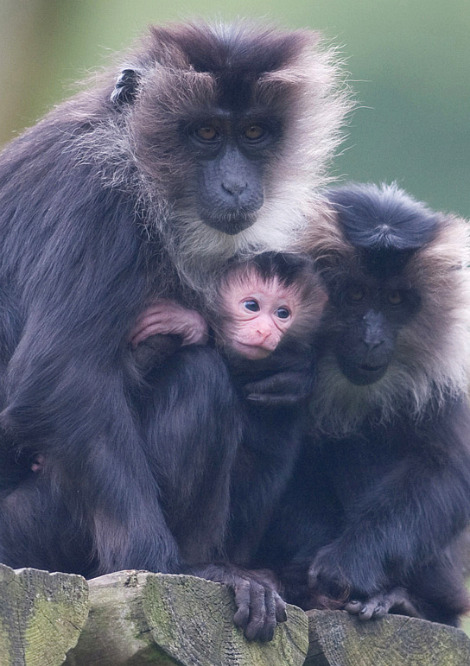 Baby lion tailed macaque belfast zoo 2 rs