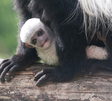 Baby colobus monkey belfast zoo 2