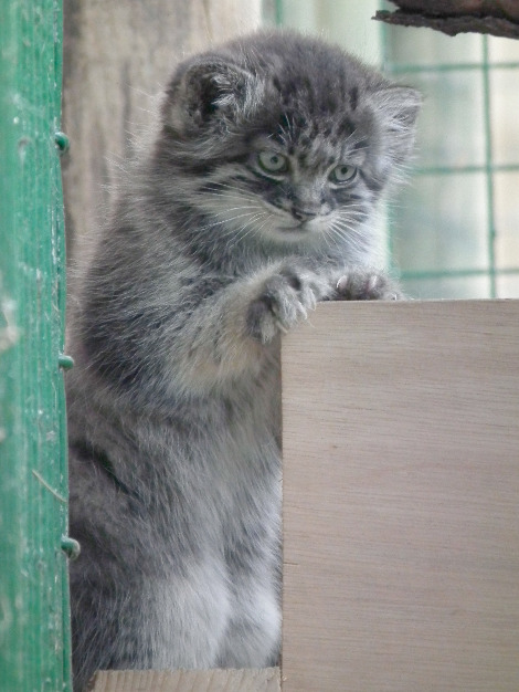 Pallas cat kittens wildlife heritage foundation 4