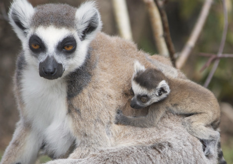 Baby ring-tailed lemur Durrell Wildlife Conservation 2