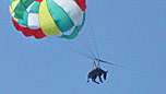 parasailing donkey