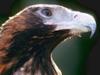 Wedge-tail eagle