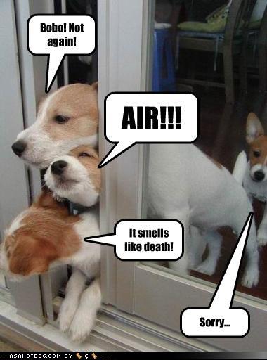 funny dog pictures-Bobo! Not again!