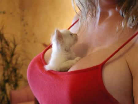 Boobies And Kittens!