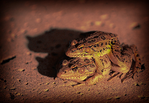 Southern leopard frogs