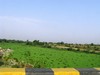 Green algae (formally known as cyanobacteria) has been present in a river near Pune, India