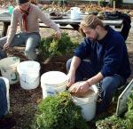 carrot processing