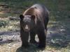 Bears guarding marijuana