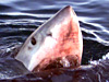White pointer sharks