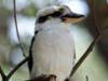 kookaburra