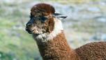 Peruvian Alpaca