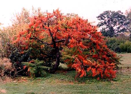 Sumac Tree