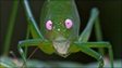 A pink-eyed Caedicia, one of the 42 individuals of the leaf katydids in the Muller Range mountains found by scientists Piotr Naskrecki and David Rentz.