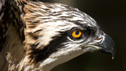 Wales Nature (an osprey)