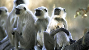 Nature (gray langurs  James Warwick/Getty Images)