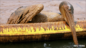 A pelican covered in oil