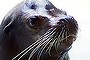 male sea lion Mike, who has died of exhaustion after over-exerting himself during the mating season