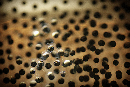 Leopard frog eggs